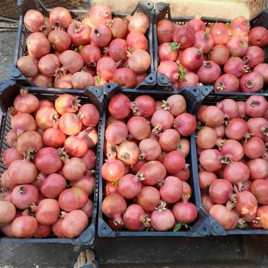 İstanbul'a kasa kasa gidiyor! Bir ısırığı bağışıklığı tavana yükseltiyor: Kırmızı altında hasat başladı 4